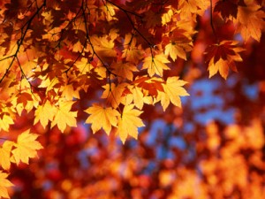Herfstbladeren