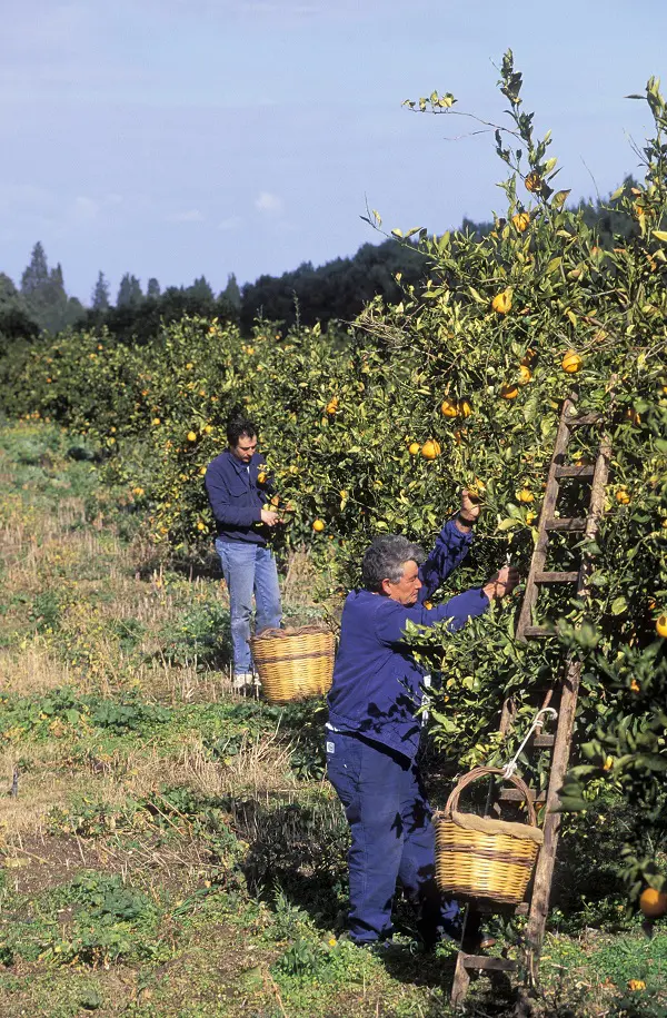 Azienda-Agricola-San-Giuliano-Sicilie (1)