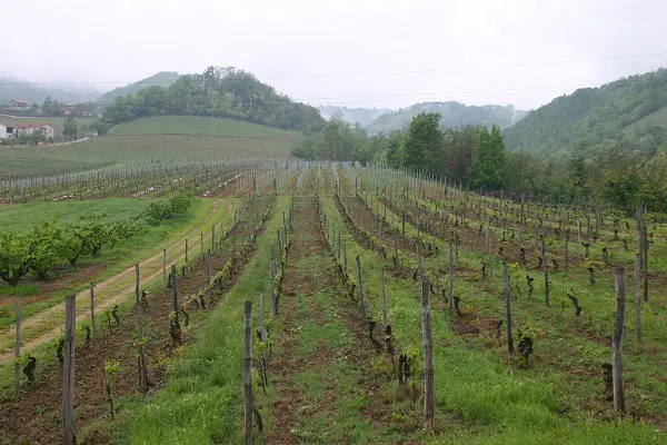 Cascina-Pastore-Colombo-wijn-proeven-Piemonte (4)