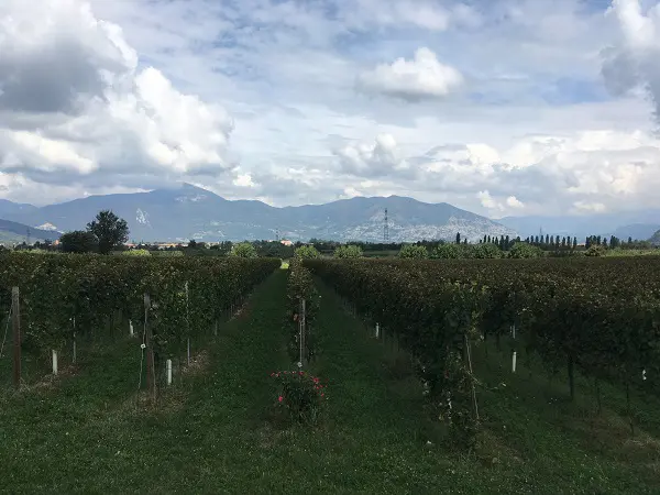 Berlucchi-Franciacorta (1)