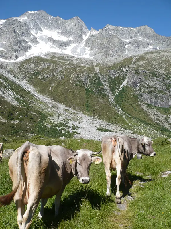 Le mucche al pascolo_tradizione della Valle Camonica