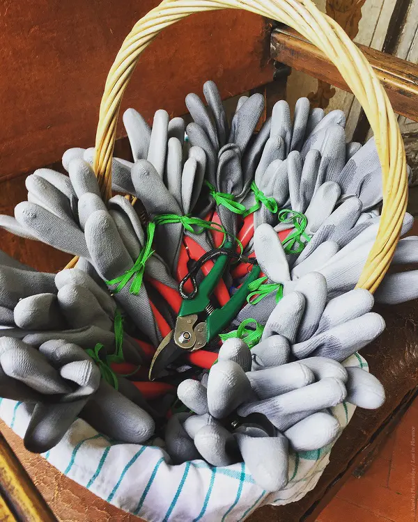 Lost_in_Florence_Nardia_Plumridge_Wine_Harvest-3
