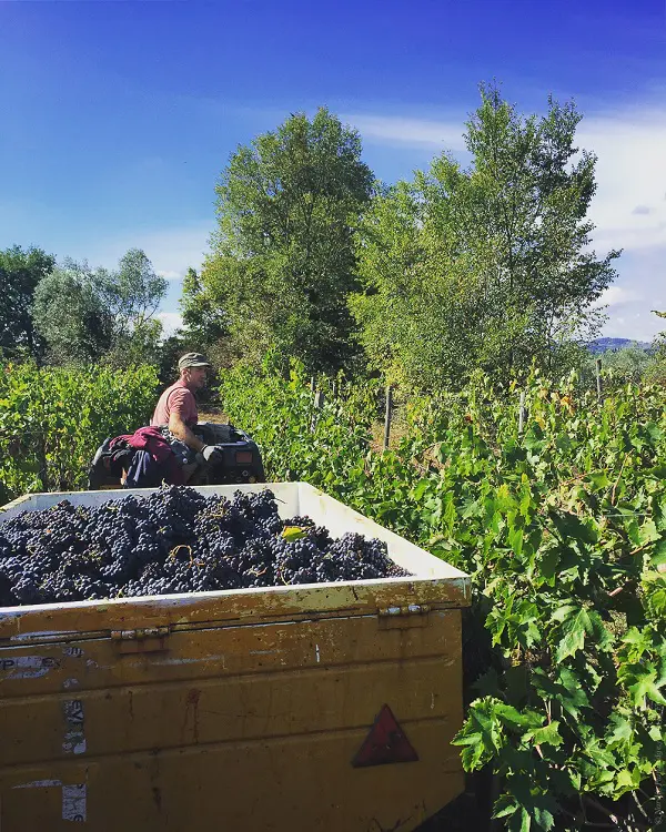Lost_in_Florence_Nardia_Plumridge_Wine_Harvest-9