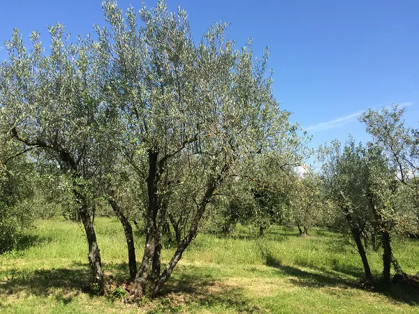 Villa-Medicea-di-Lilliano-Malenchini-wijn-Toscane (5)