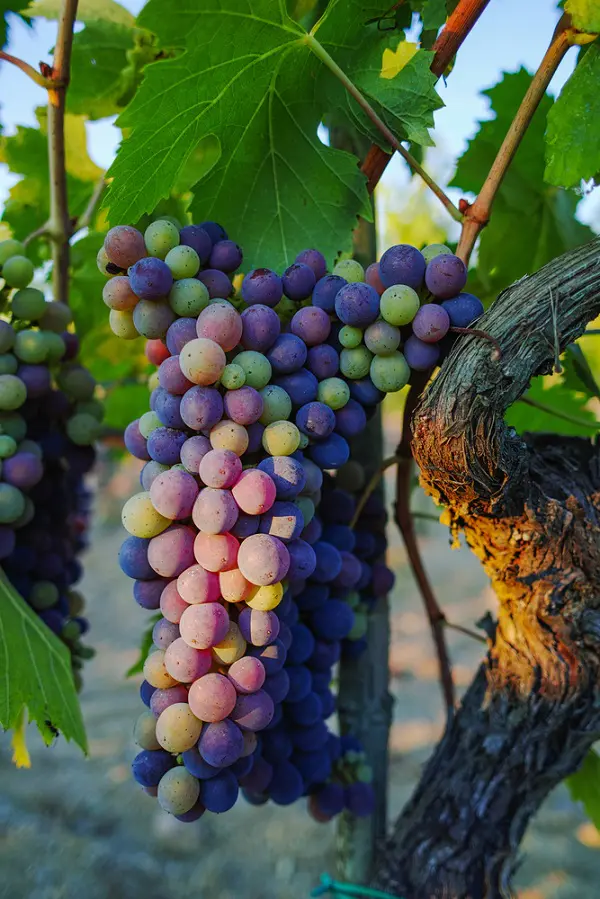 montepulciano-strada-vino-nobile-wijnroute-1