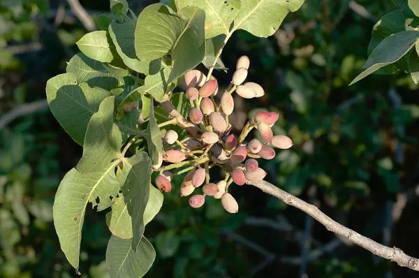 pistachenootjes-bronte-etna-sicilie