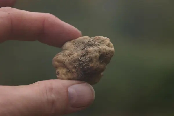 truffels-zoeken-piemonte-rik-rensen-4