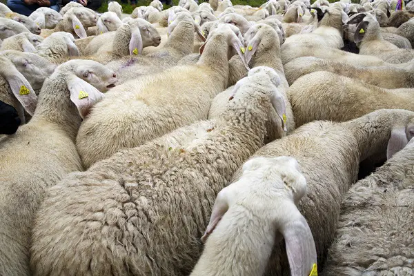 Abruzzo-schapen-transumanza