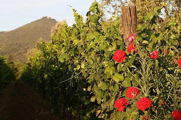 Azienda-Agricola-Chiappini-Bolgheri-Toscane (15)