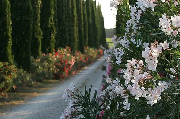 Azienda-Agricola-Chiappini-Bolgheri-Toscane (16)