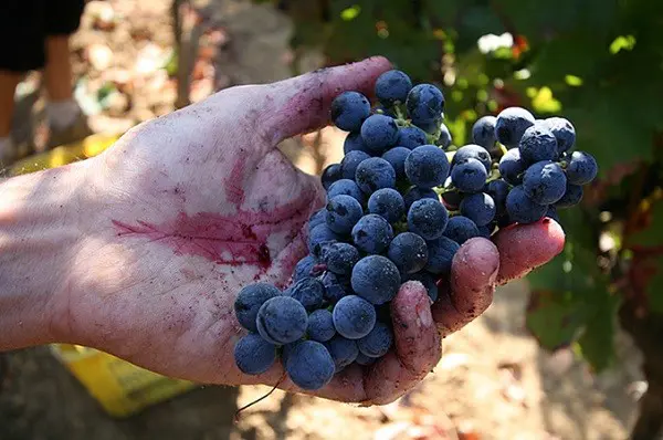 Azienda-Agricola-Chiappini-Bolgheri-Toscane (18)