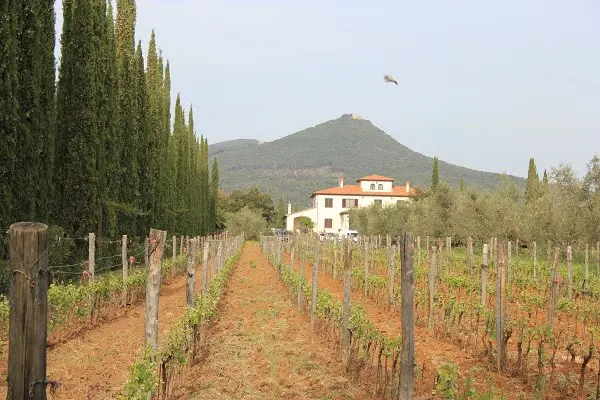 Azienda-Agricola-Chiappini-Bolgheri-Toscane (2)