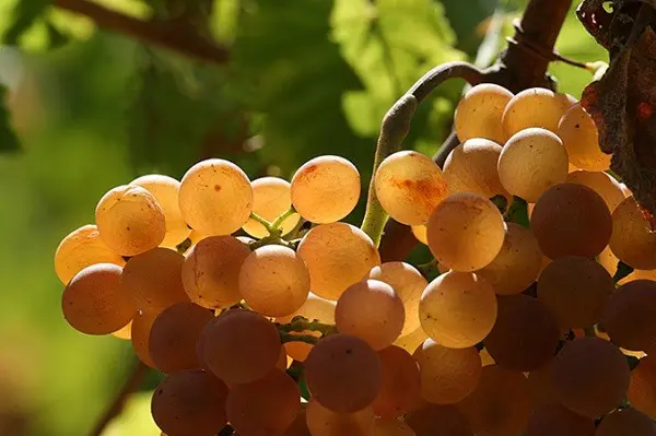 Azienda-Agricola-Chiappini-Bolgheri-Toscane (20)