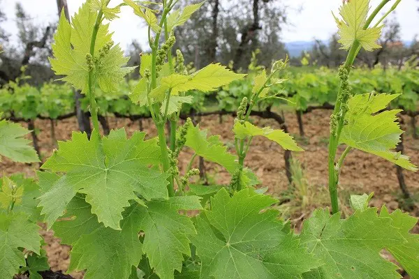 Azienda-Agricola-Chiappini-Bolgheri-Toscane (8)
