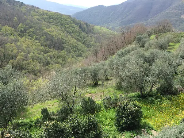 Azienda-Agricola-Frascole-Toscane (13)