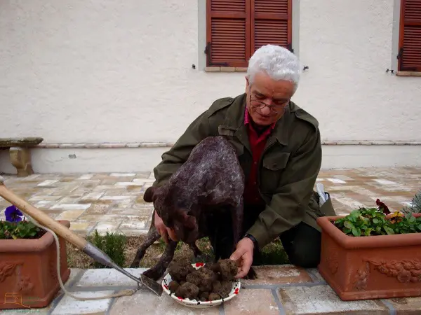 B&B-Il-Tartufo-Perugia-Bruno-truffel-hond (2)