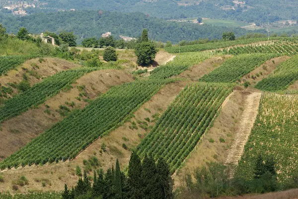 Badia a Coltibuono