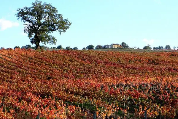 Baracchi-wijn-Cortona-Toscane (2)