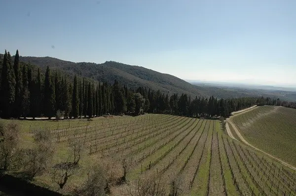Baracchi-wijn-Cortona-Toscane (5)