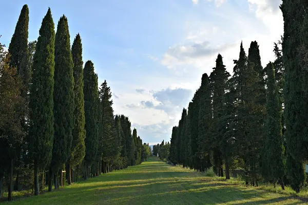 Castello-Albola-Chianti (2a) (3)