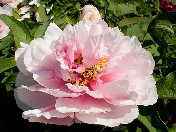Centro-Botanico-Moutan-pioen-rozen (2)