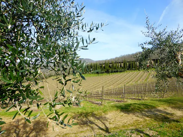Chianti-Toscane-wijngaarden (1)