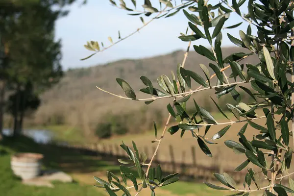 Chianti-Toscane-wijngaarden (2)