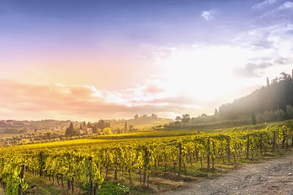 Chianti-wijngaarden-Fiat500-tour