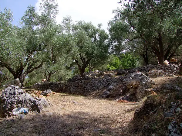 Cilento-olijfgaard