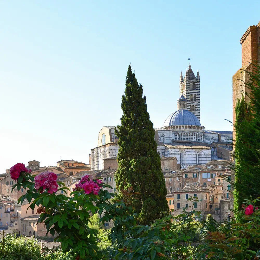 Contrada-del-Drago-Siena (3)