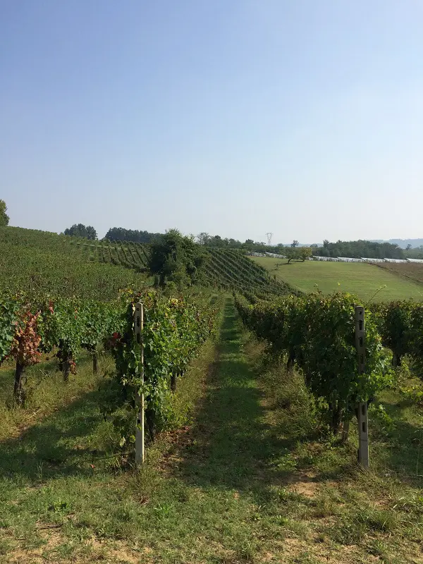 Cossetti-wijn-Piemonte (24)