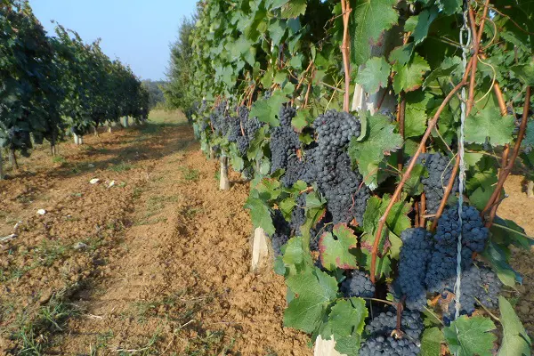 Cossetti-wijn-Piemonte (8)