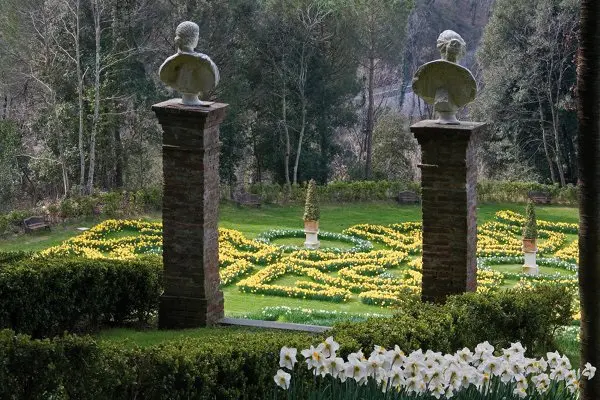 Festival-Narcissen