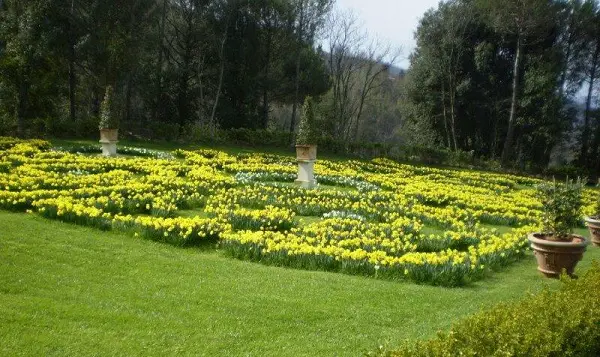 Festival-Narcissen2