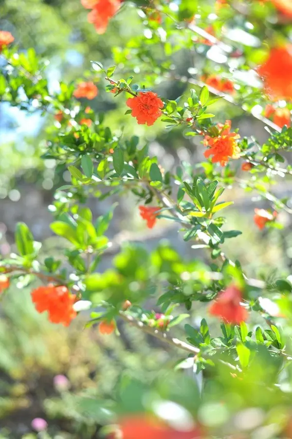 Giardino-delle-Rose-Florence-Inge-van-Beekum (2)