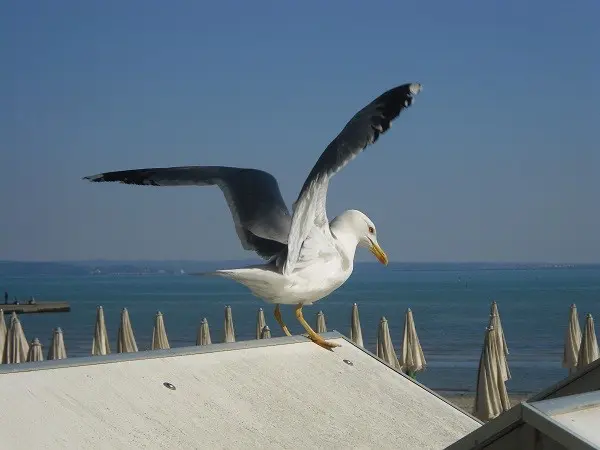 Grado-Friuli-Venezia-Giulia