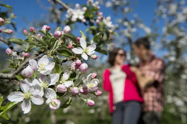 Lente-Italie-1-Lana