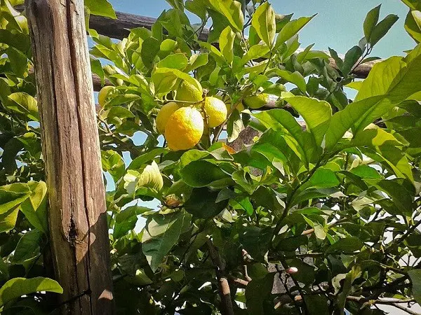 Limonaia-La-Malora-Gargnano-Garda-2