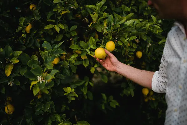 Limoncello-di-Fiorito-Sicilie (17)