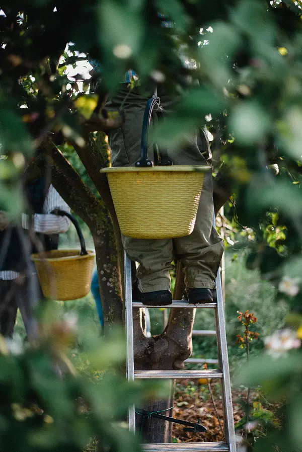 Limoncello-di-Fiorito-Sicilie (24)
