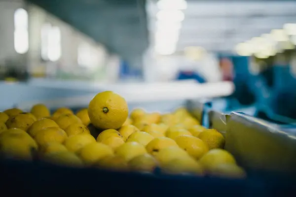 Limoncello-di-Fiorito-Sicilie (3)