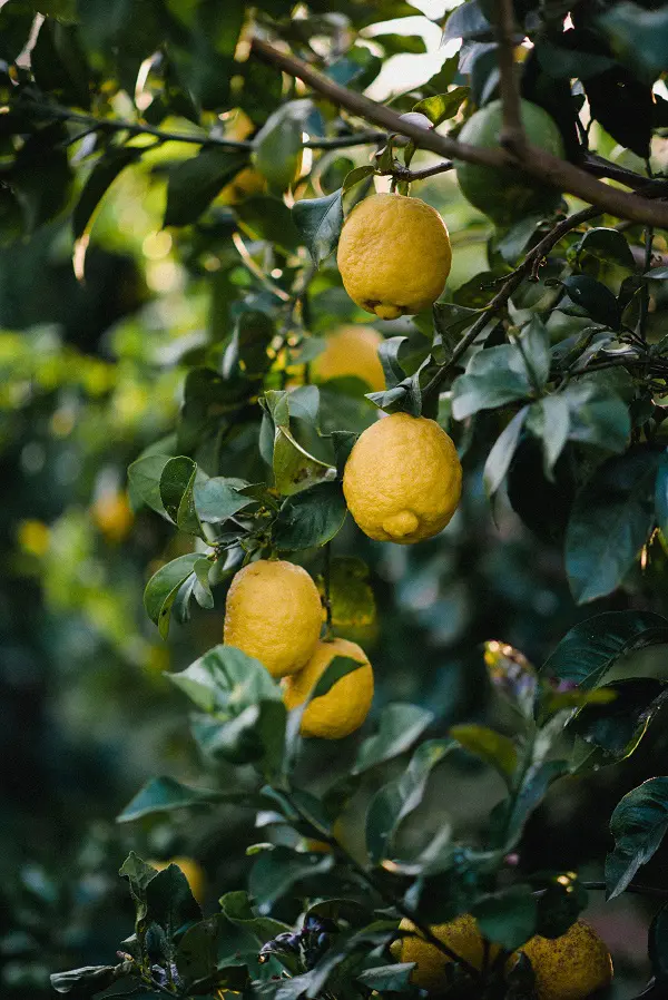 Limoncello-di-Fiorito-Sicilie (31)