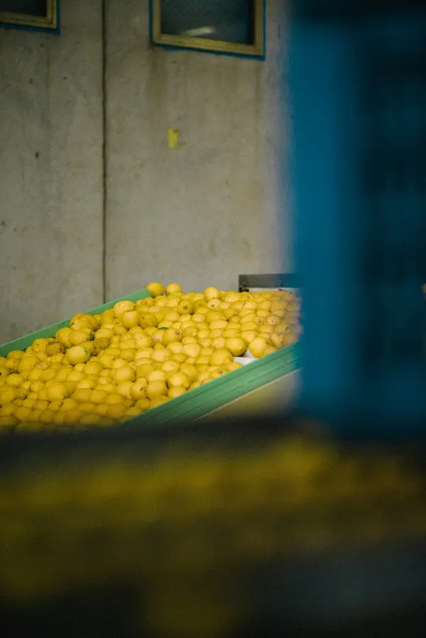 Limoncello-di-Fiorito-Sicilie (4)