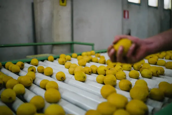 Limoncello-di-Fiorito-Sicilie (5)