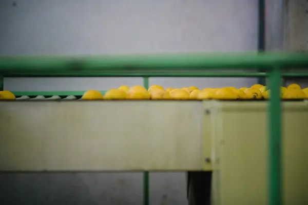 Limoncello-di-Fiorito-Sicilie (8)