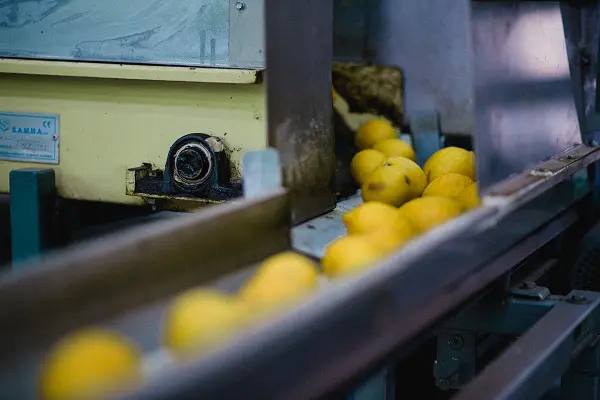 Limoncello-di-Fiorito-Sicilie (9)
