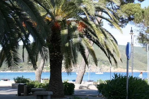 Marina-di-Campo (18)