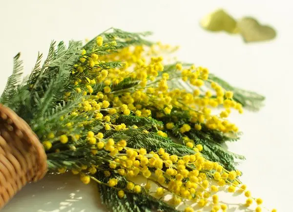 Mimosa-Festa-della-donna