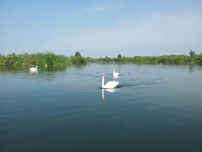 Mincio-zwanen