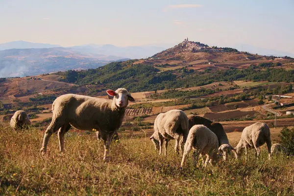Molise-Ripabottoni-2